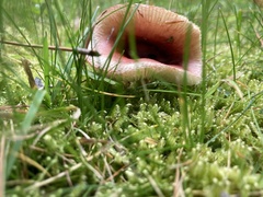 Pseudoclitocybe cyathiformis