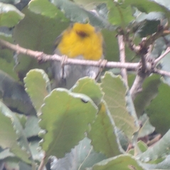 Oreothlypis superciliosa