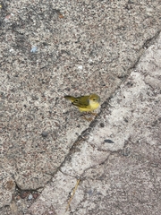 Setophaga petechia aureola