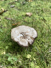 Neohygrocybe