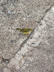 Setophaga petechia aureola