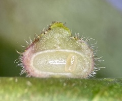 Caryomyia turbanella