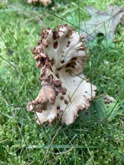 Neohygrocybe