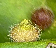 Caryomyia turbanella