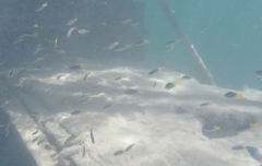 Pomacentrus philippinus