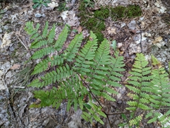 Pteridium aquilinum latiusculum