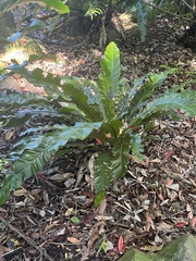 Asplenium australasicum