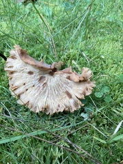 Neohygrocybe