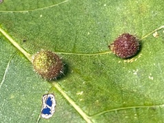 Caryomyia turbanella