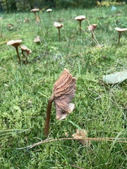 Neohygrocybe