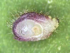 Caryomyia turbanella