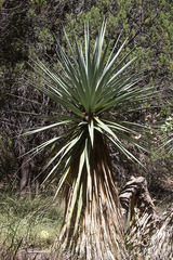 Yucca schottii
