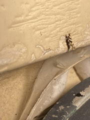 Aristotelia roseosuffusella