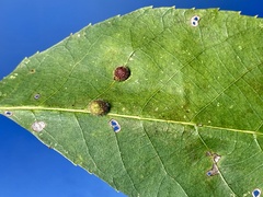 Caryomyia turbanella