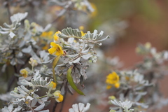 Senna artemisioides alicia