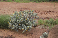 Senna artemisioides alicia