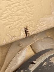 Aristotelia roseosuffusella