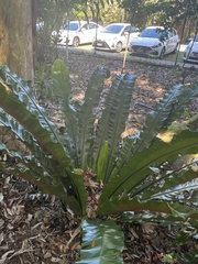 Asplenium australasicum