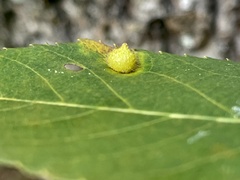 Caryomyia turbanella