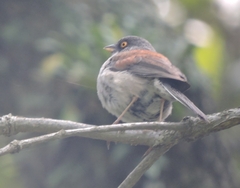 Junco phaeonotus