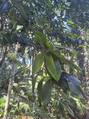 Eupomatia laurina