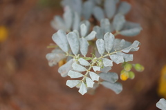 Senna artemisioides alicia