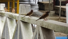 Passer montanus malaccensis