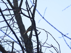 Colaptes auratus luteus