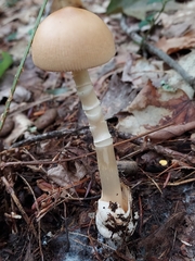 Amanita fulva