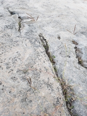 Dichanthium annulatum