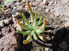 Phemeranthus palmeri