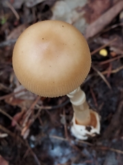 Amanita fulva