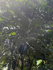 Eupomatia laurina