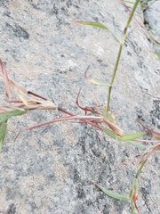 Dichanthium annulatum