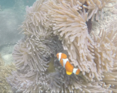 Amphiprion percula
