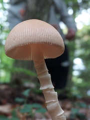 Amanita fulva
