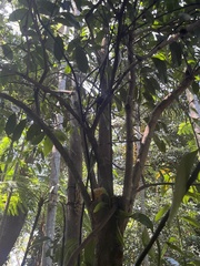 Eupomatia laurina