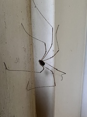 Leptobunus parvulus