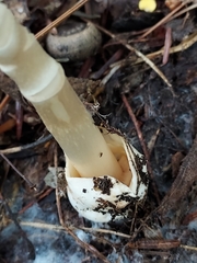 Amanita fulva