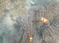 Amphiprion percula