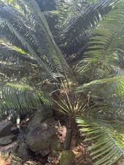 Lepidozamia hopei