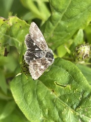 Heliothodes diminutiva