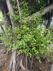 Ficus benjamina