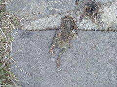 Incilius occidentalis