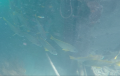 Plectorhinchus chrysotaenia
