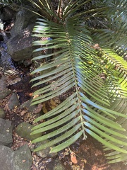 Lepidozamia hopei