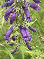 Penstemon whippleanus