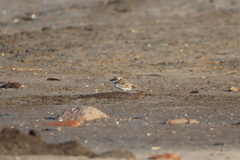 Charadrius wilsonia