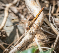 Diplacodes haematodes