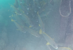Plectorhinchus chrysotaenia